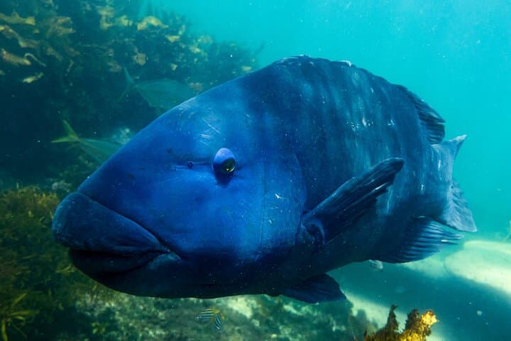 Snorkeling To Discover Sydney's Underwater Wonders