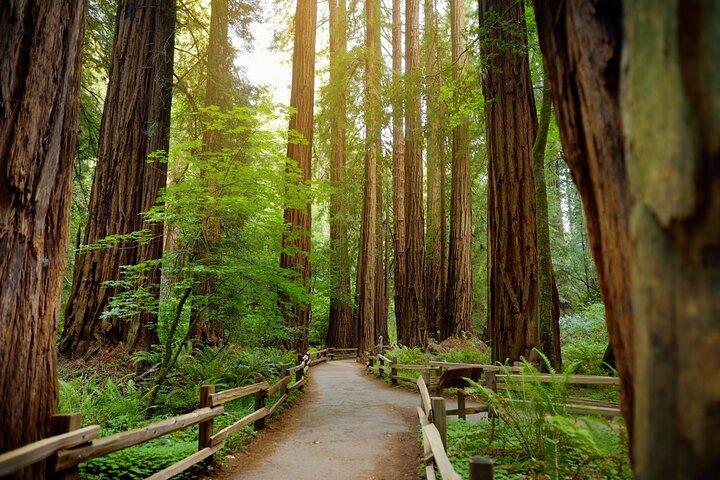 Muir Woods Self-Guided Driving and Walking Audio Tour