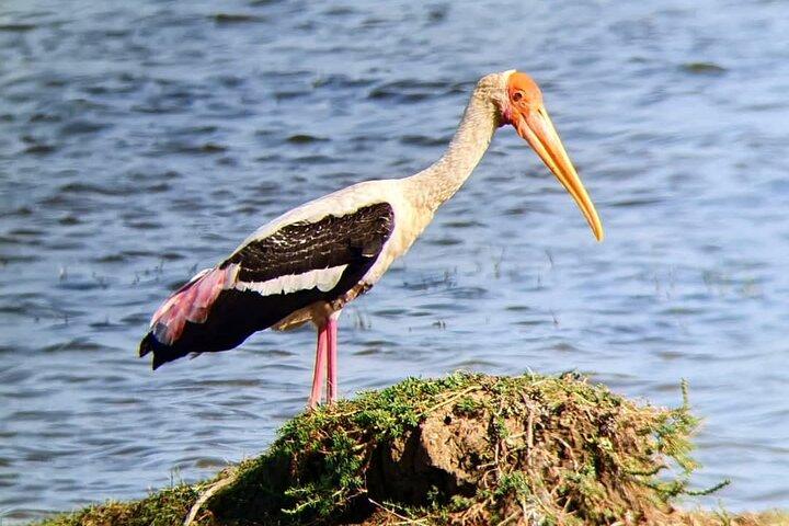 Yala National Park Safari Tours from Hambantota Port