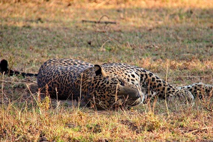 Yala National Park Safari Tours from Hambantota Port