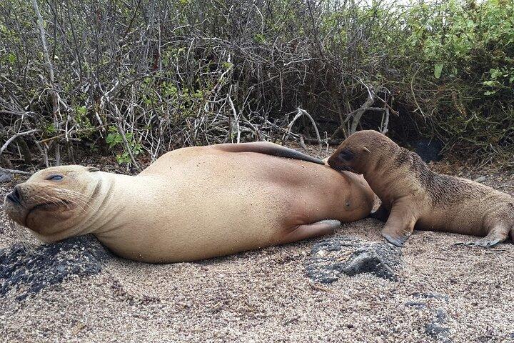 Day Tour to Floreana Island with Highland Tour and Snorkeling