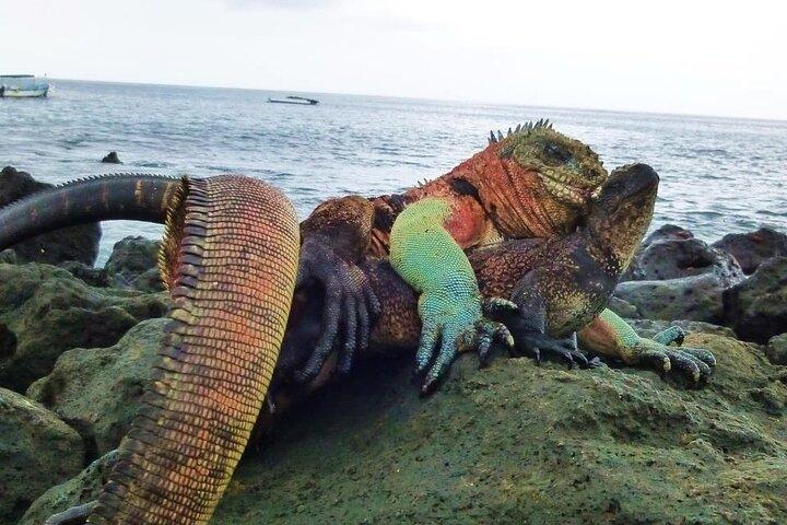 Day Tour to Floreana Island with Highland Tour and Snorkeling