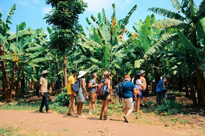 Materuni Waterfall, Chemka Hot Spring and Traditional Coffee Tour