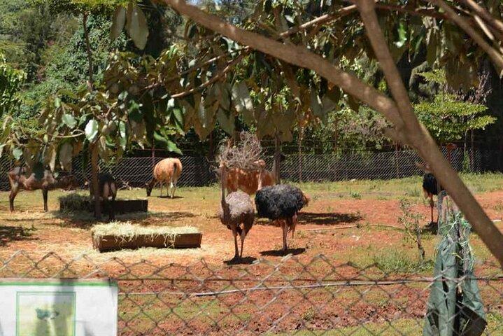 Trip to Stedmark Animals Haven Orphanage & Giraffe Centre