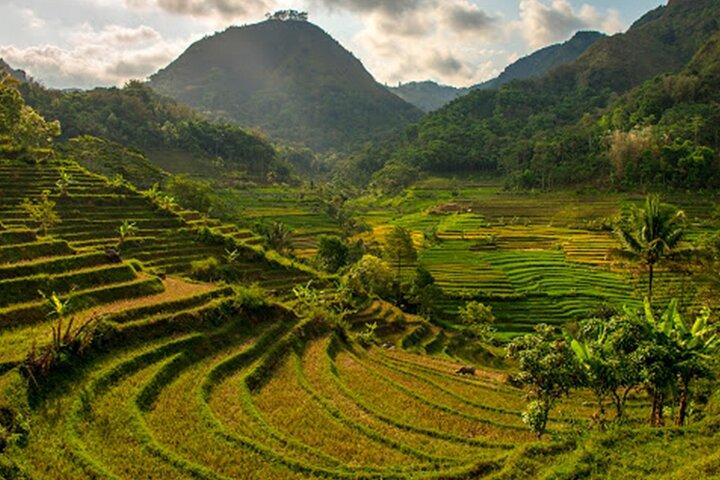 Borobudur Climb Up and Selogriyo Temple Rice Terraces Trekking