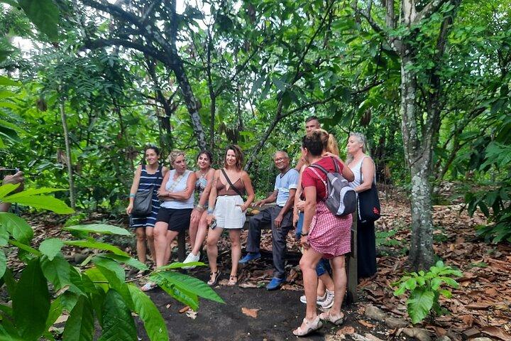 Cocoa & Artisan Chocolate Route with an Historical Tour in Puerto Plata City