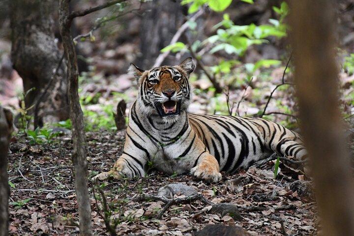 Ranthambore Tiger Safari Day Trip from Jaipur