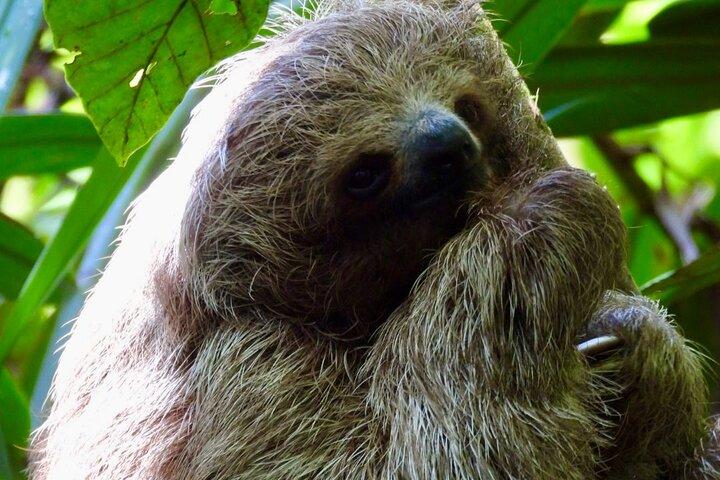Rainforest and Waterfall Tour with Chocolate and Coffee