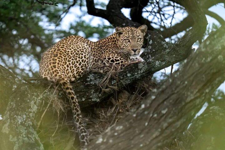 3 days Masai Mara mid luxury 4WD with a tour land cruiser JEEP