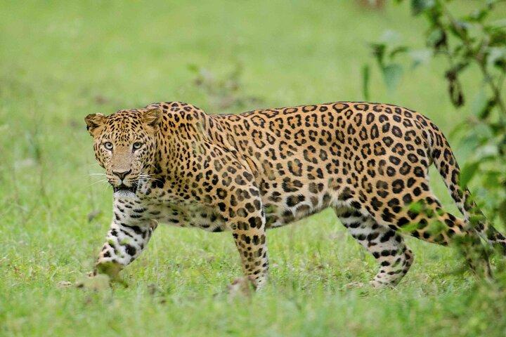 Full Day Hluhluwe Imfolozi Safari Game Drive