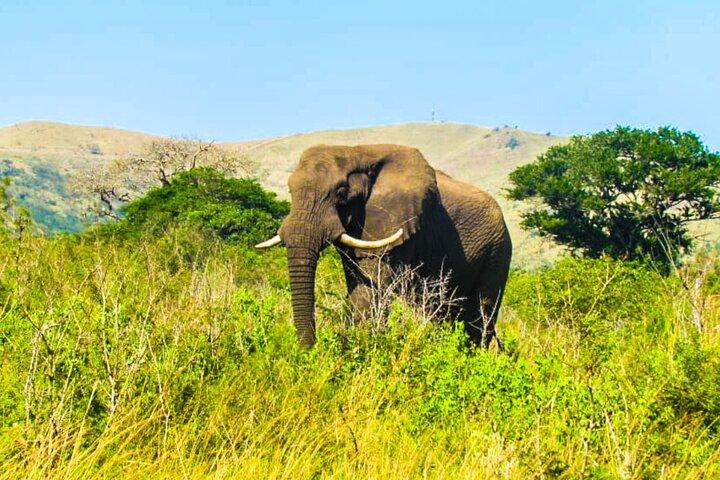 Full Day Hluhluwe Imfolozi Safari Game Drive
