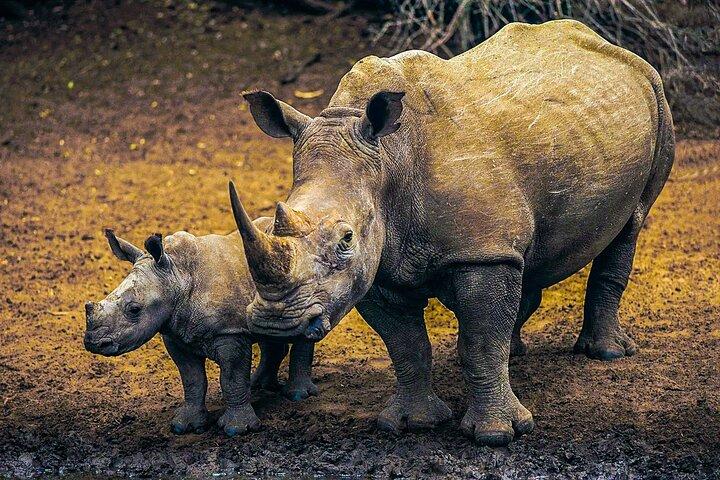 Full Day Hluhluwe Imfolozi Safari Game Drive