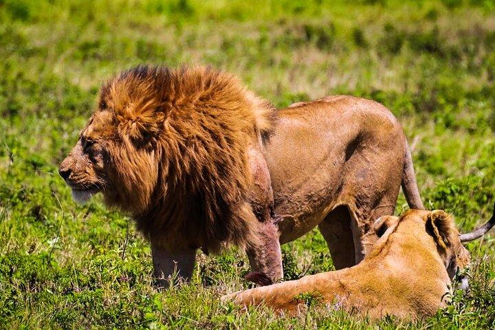 Full Day Hluhluwe Imfolozi Safari Game Drive