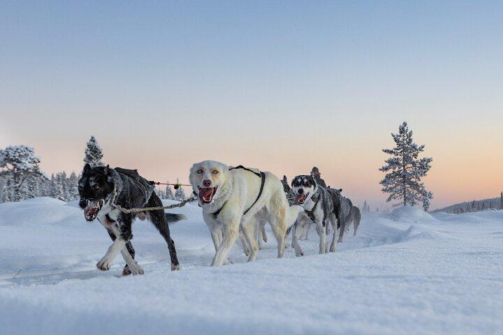 Polar Sunrise Eco Experience (10:00-13:00- driving the sled)