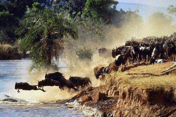 7 Days Safari Masai Mara Nakuru Hells gate and Amboseli Parks