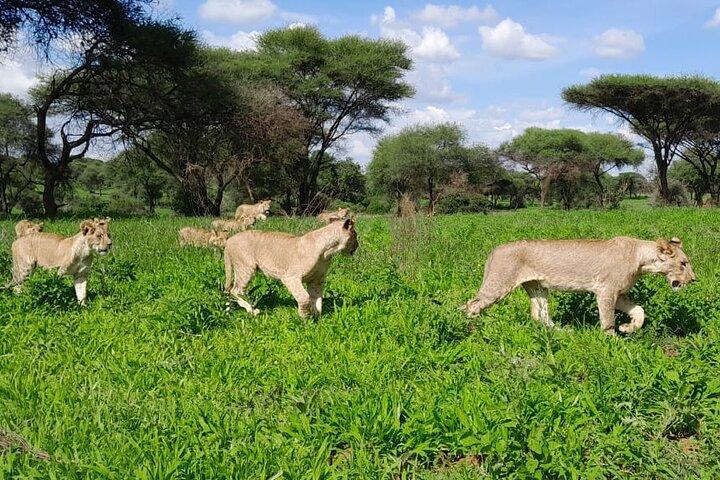 11 Day Tarangire, Serengeti, Ngorongoro and Zanzibar