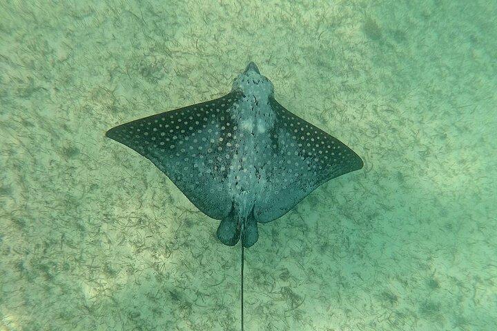 Swim with Turtles in Akumal + GoPro Photo Session