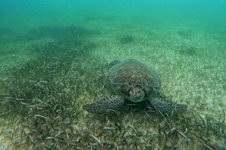 Swim with Turtles in Akumal + GoPro Photo Session