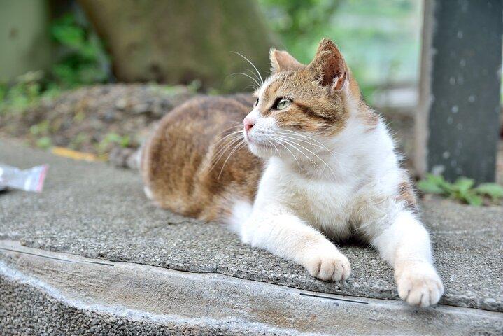 【Incl. Train Experience】Shifen & Houtong Cat Village & Jiufen