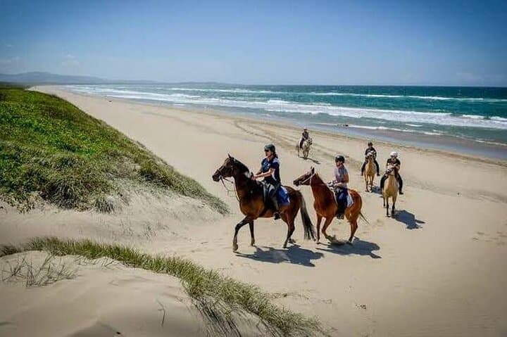 Beach Horse Ride - Hotel Pickup & drop-off included. CAPE TOWN