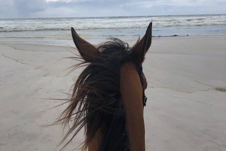 Beach Horse Ride - Hotel Pickup & drop-off included. CAPE TOWN