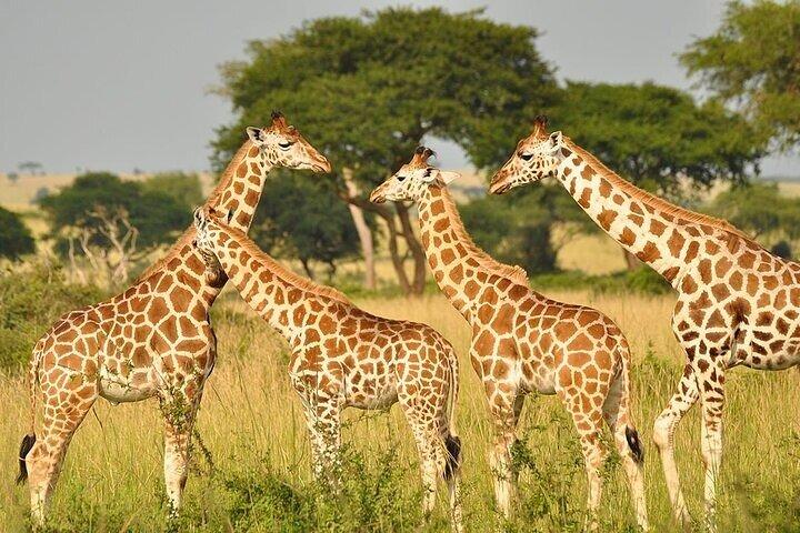 Trip to stedmak Animal orphanage and Giraffe Centre