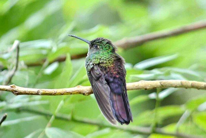 Rio Celeste Waterfall Hiking - Llanos Del Cortes waterfall & sloth observatory