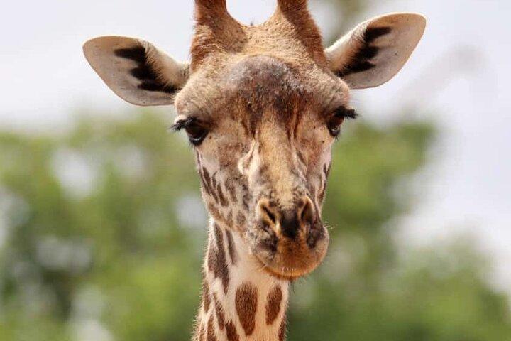2 Days Tsavo East National Park Tour From Mombasa/Diani (1 Night)