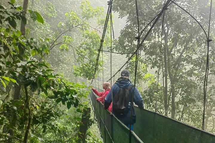 Private Rainforest Tour: Sloths, Hanging Bridges & Coffee