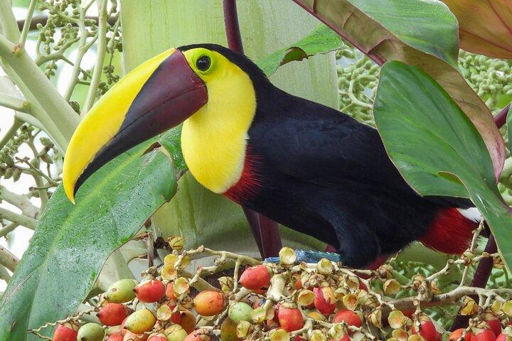 Private Rainforest Tour: Sloths, Hanging Bridges & Coffee