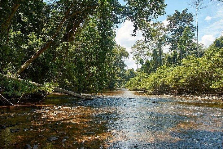 2D1N Taman Negara Explorer Tour from Kuala Lumpur