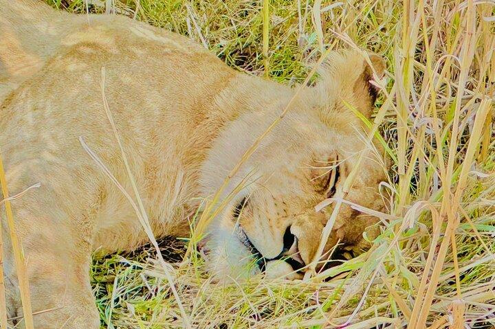Safari Game Drive Zambezi National Park
