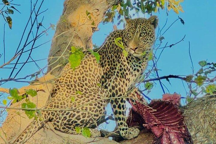 Safari Game Drive Zambezi National Park