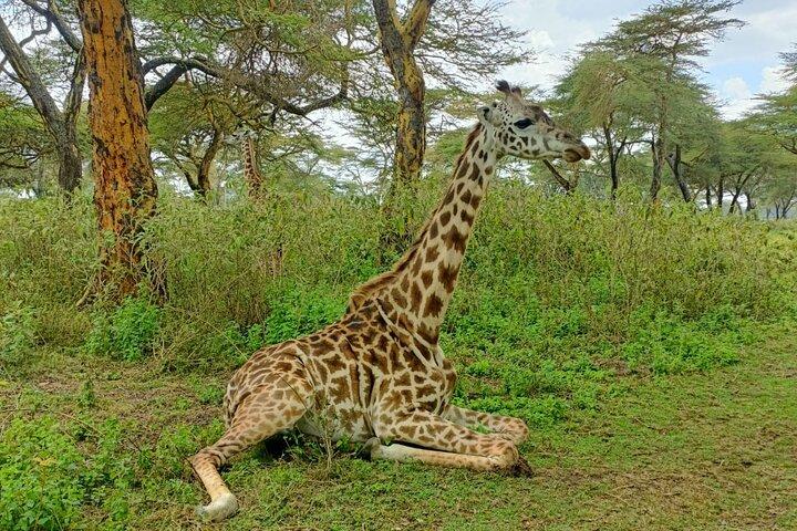 3 Days 2 Nights Masai Mara Joining Group
