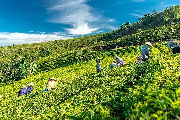 Da Lat Sunrise Tour: Cloud Hunting & Morning Glow Experience