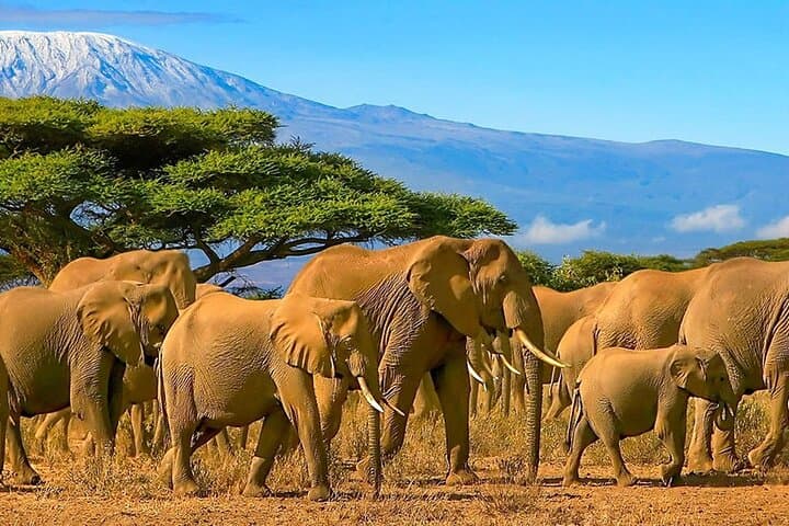 Amboseli National Park Guided Full Day Tour