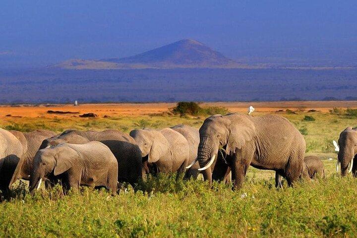 2 Day Amboseli National Park Safari Daily Departures