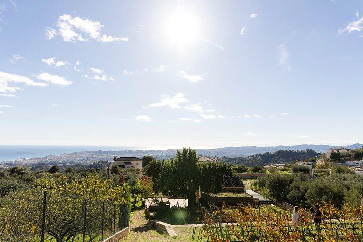 Malaga Organic Vineyard and Winery Six Wines Tapas and Transfer