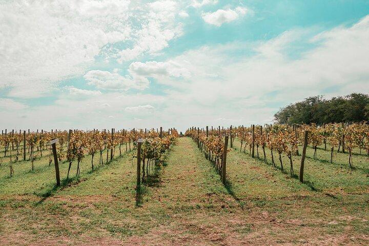 Buenos Aires Experience Winery Gamboa Tasting and Lunch.