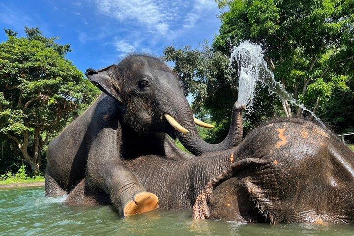 Guided Phuket Cultural Sightseeing Tour with Elephant Watching