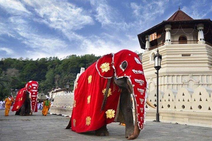 Kandy and Tea Tasting Day Trip from Colombo