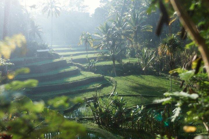Ubud Monkey Forest, Rice Terrace, Water Temple, Waterfall & Swing