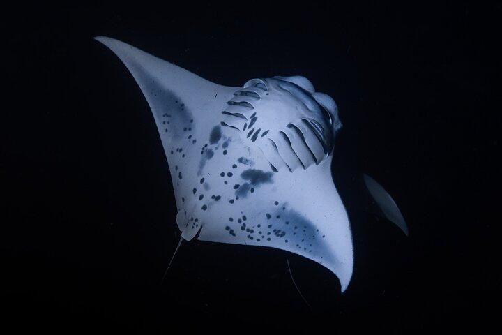 Kona Night Manta Ray Snorkel | Small Group Experience