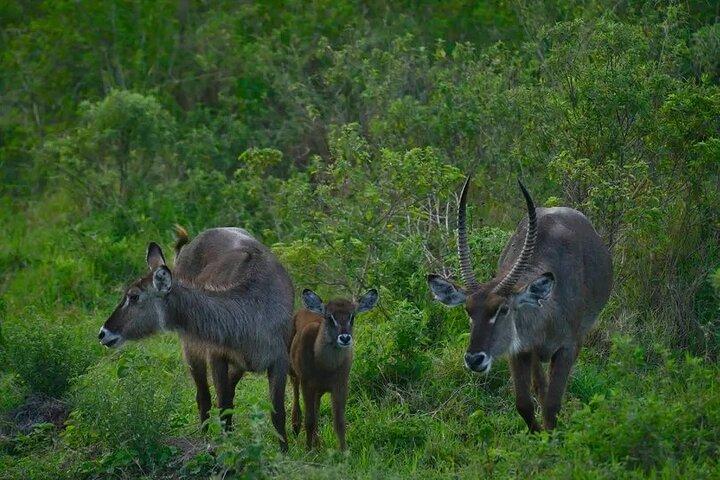 Day Trip to Arusha national Park