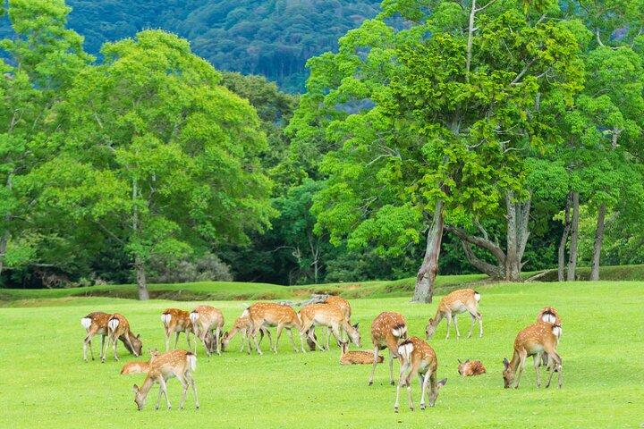 Kyoto & Nara & Uji: Full Day Sightseeing Tour from Osaka or Kyoto