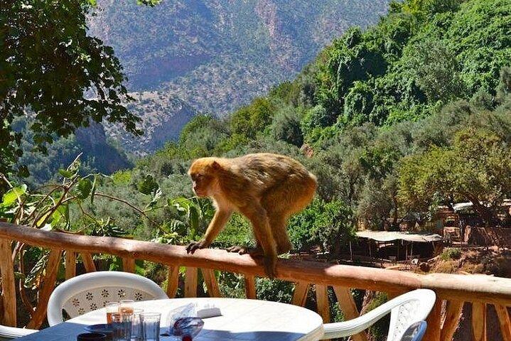 Ourika Valley Day Trip from Marrakech with Waterfalls Visit