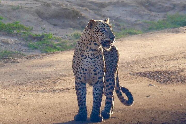 Yala National Park Half Day / Full Day Special Safari Tours