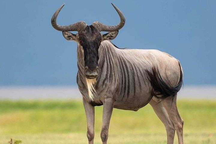 Full Day Excursion to Arusha National Park