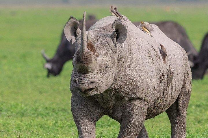 3 Day Serengeti and Ngorongoro Tour