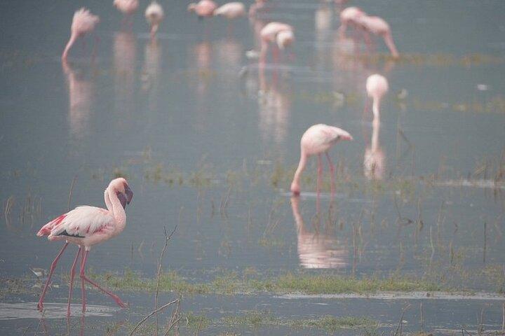 3 Day Serengeti and Ngorongoro Tour